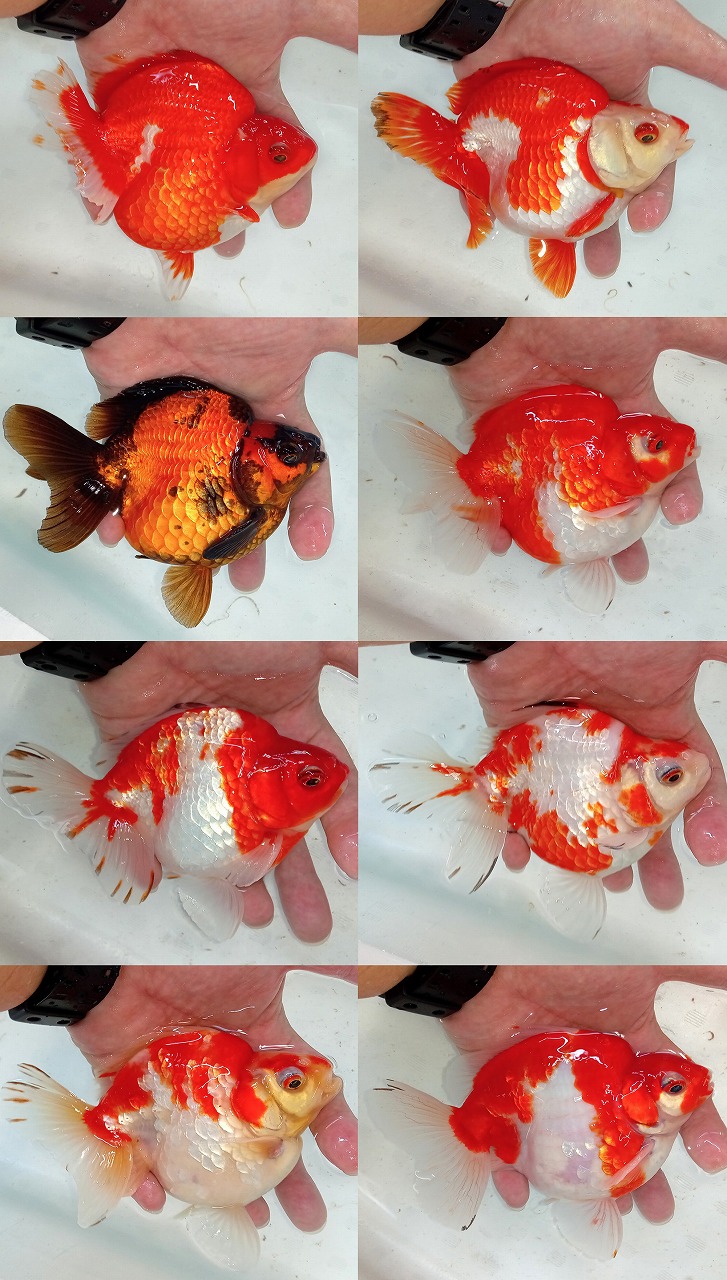 【インター熱帯魚】金魚の夏！