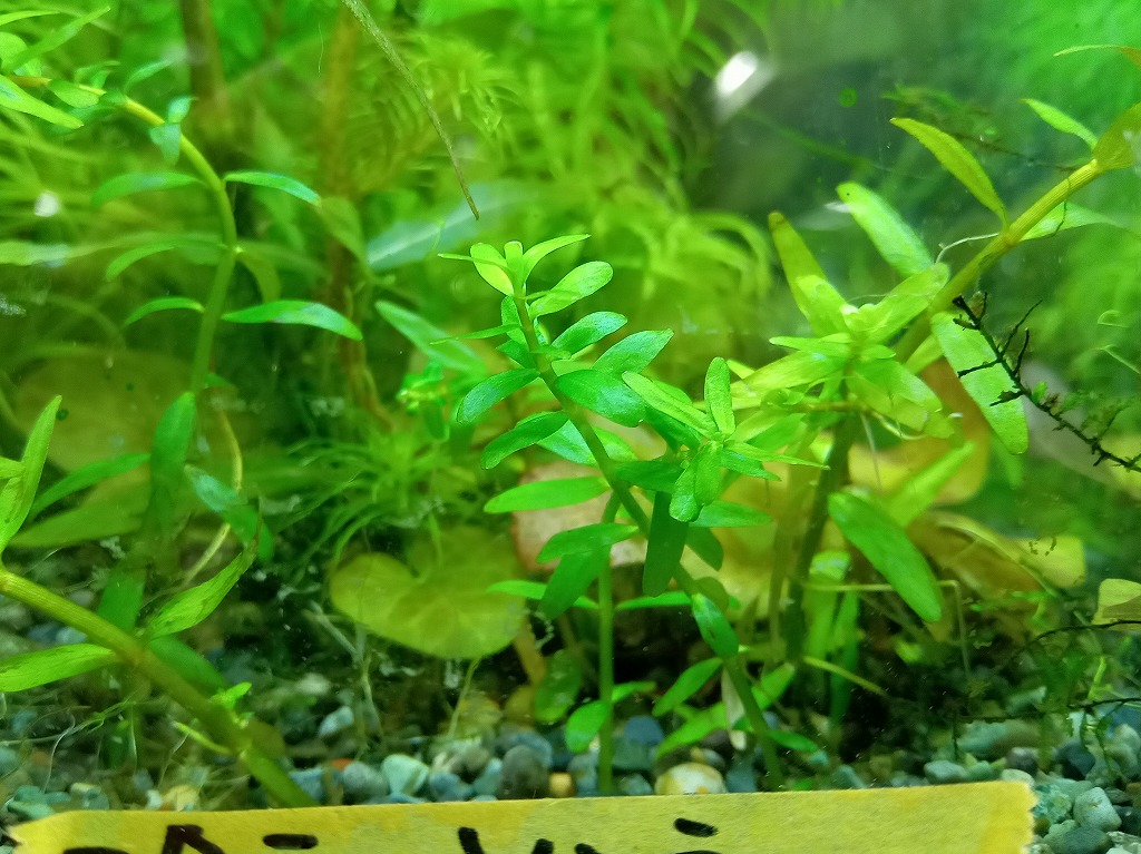 【インター熱帯魚】新入荷植物(水中寄り)