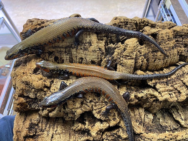 インター爬虫類】樹上系沢山！それと人気者入荷しました！ | 名古屋の