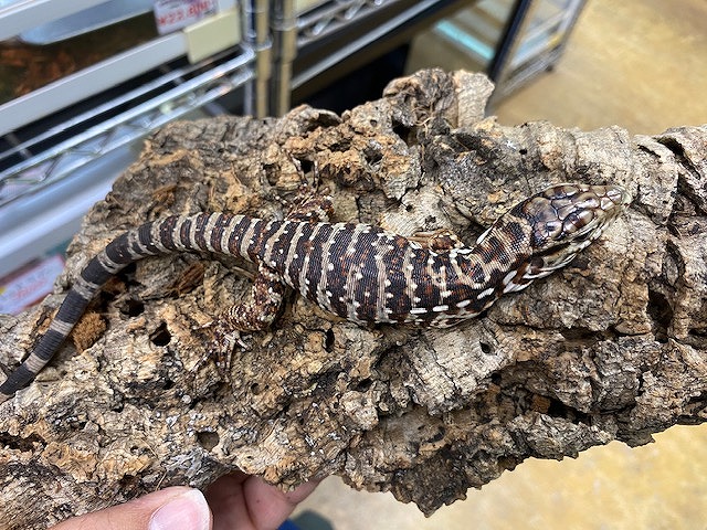 インター爬虫類】樹上系沢山！それと人気者入荷しました！ | 名古屋の