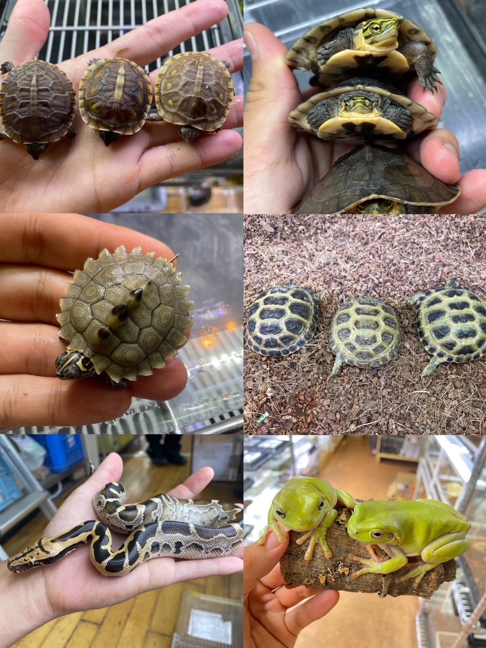 【春日井爬虫類】カメカメ…カメは良いぞ！新入荷。