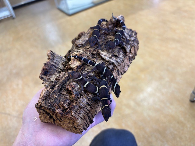 インター爬虫類】残り4日!!それでも新入荷!! | 名古屋のペット