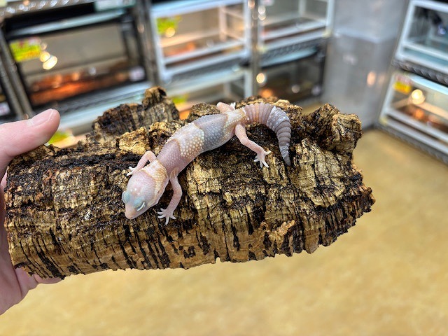 爬虫類ケージ　レオパ　ニシアフ 新入荷:スティーブ便レオパ/ニシアフ ヒョウモントカゲモドキ