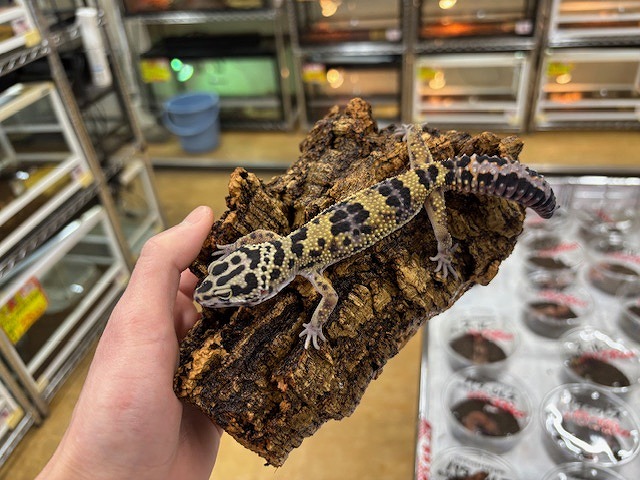インター爬虫類】レオパ、ニシアフ大補充中!! | 名古屋のペット