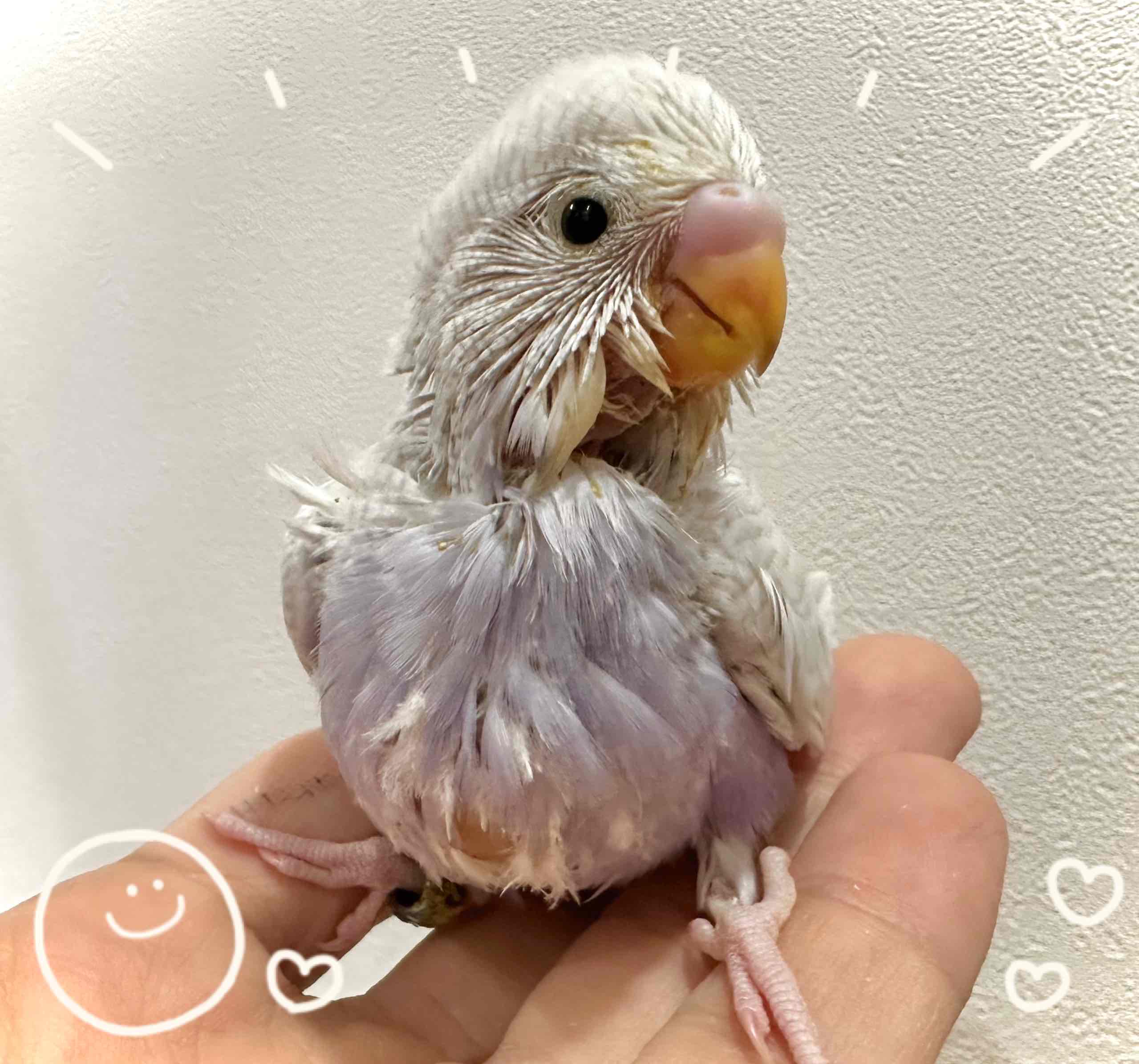 【春日井小動物】新着！インコのヒナたちの紹介♪