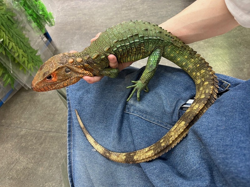 ナガオ カツユキさん専用 OWNER オーナー/OWNER ザイト 鮎超硬ハリス・ES ZA-98 No.66098