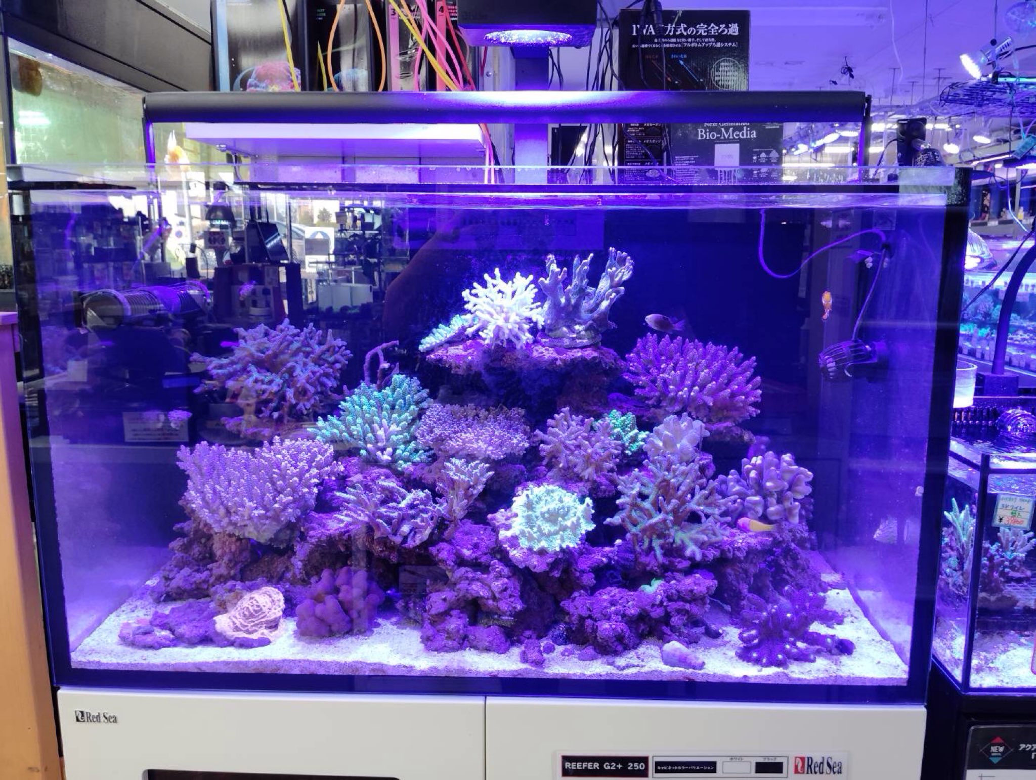 【インター海水】入荷情報　250215