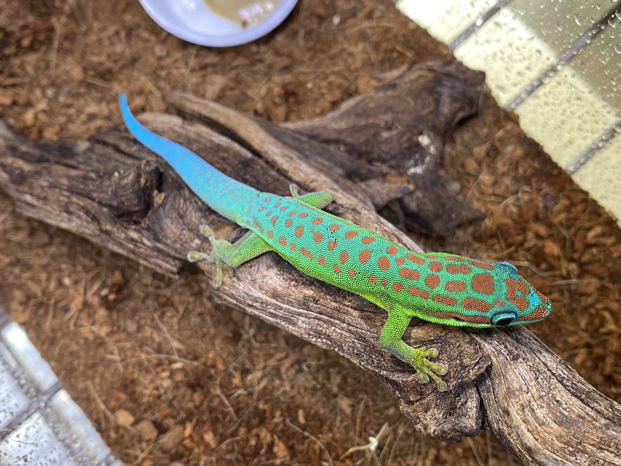 初登場種含め美しいヒルヤモリ色々！オバケのペアも到着！！＠みなとペポニ