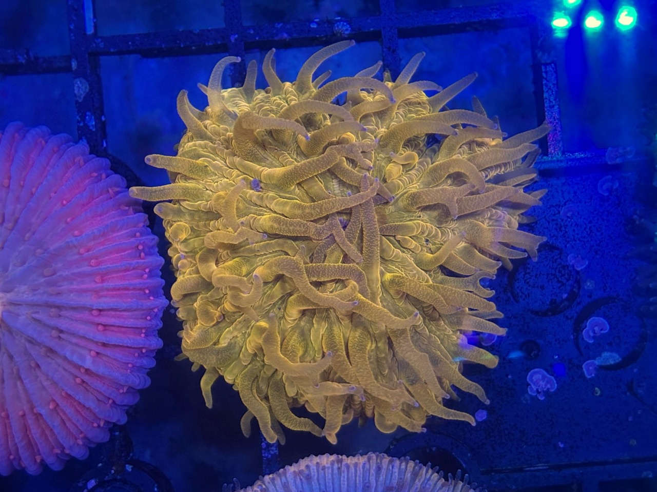 クサビライシ 蛍光オレンジ