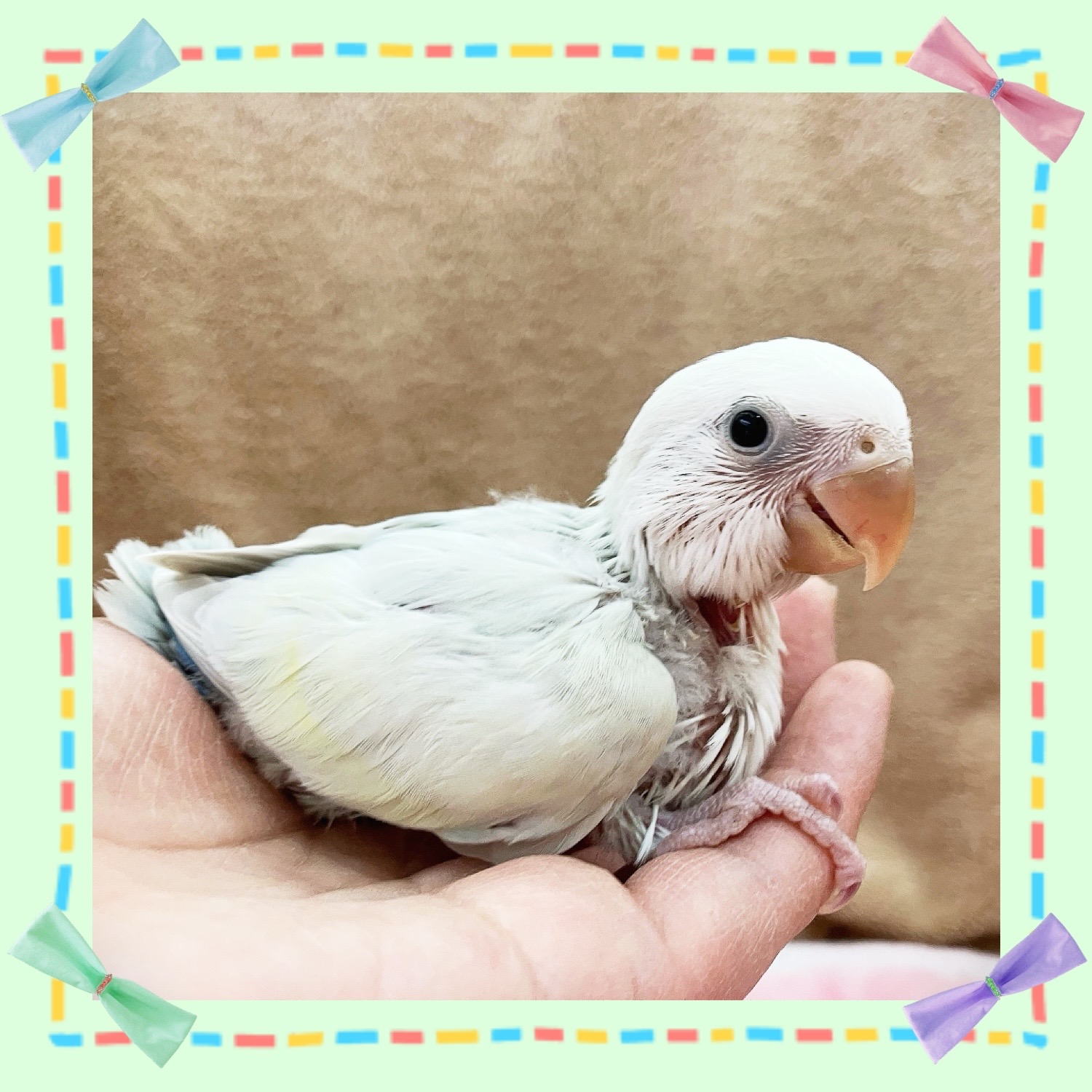 【春日井小動物】まだまだ続くよヒナラッシュ🌸🌸コザクラ編その②【鳥類】