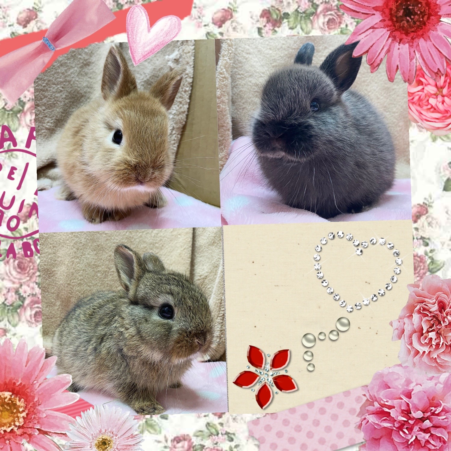 【春日井小動物】ちっちゃかわいいネザーベビー🐰✨【哺乳類】　