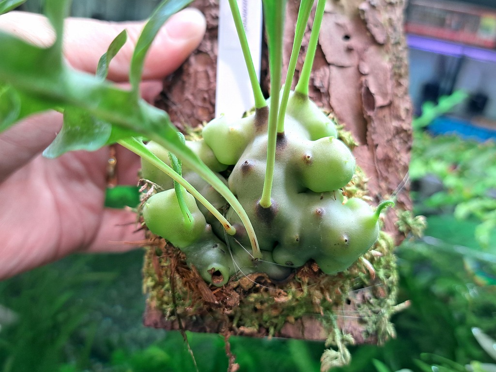 インター熱帯魚]②伊藤蟻植物農園買付便！Hydonophytum,Lecanopteris