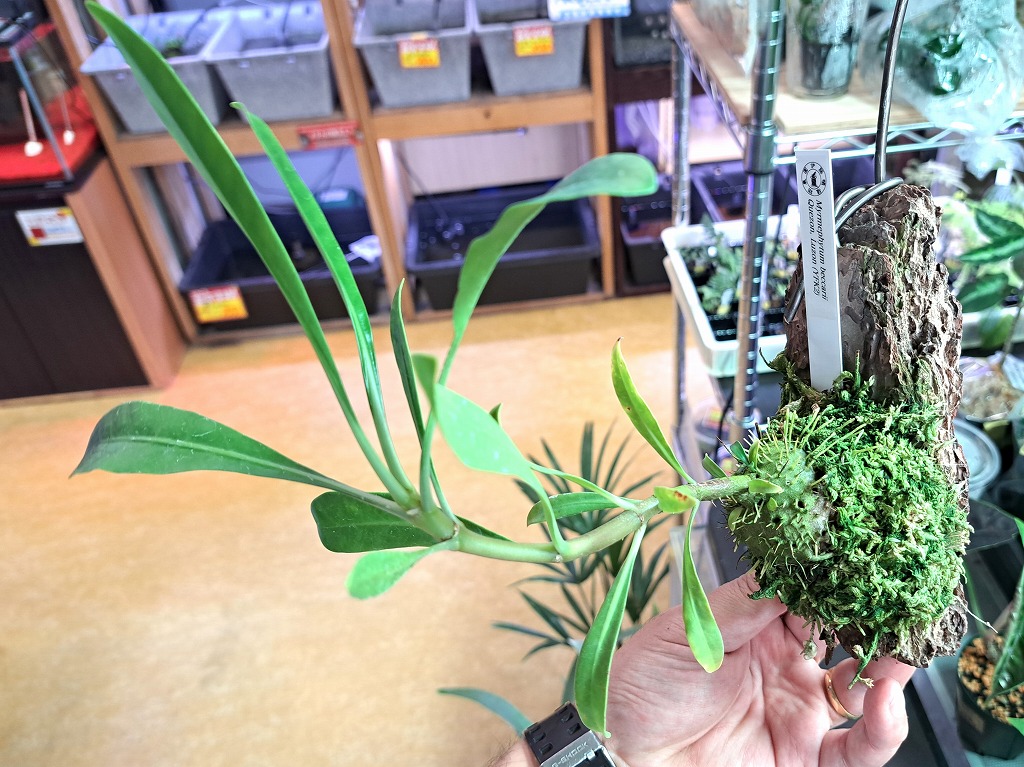 インター熱帯魚]③伊藤蟻植物農園買付便！Myrmecodia | 名古屋のペット