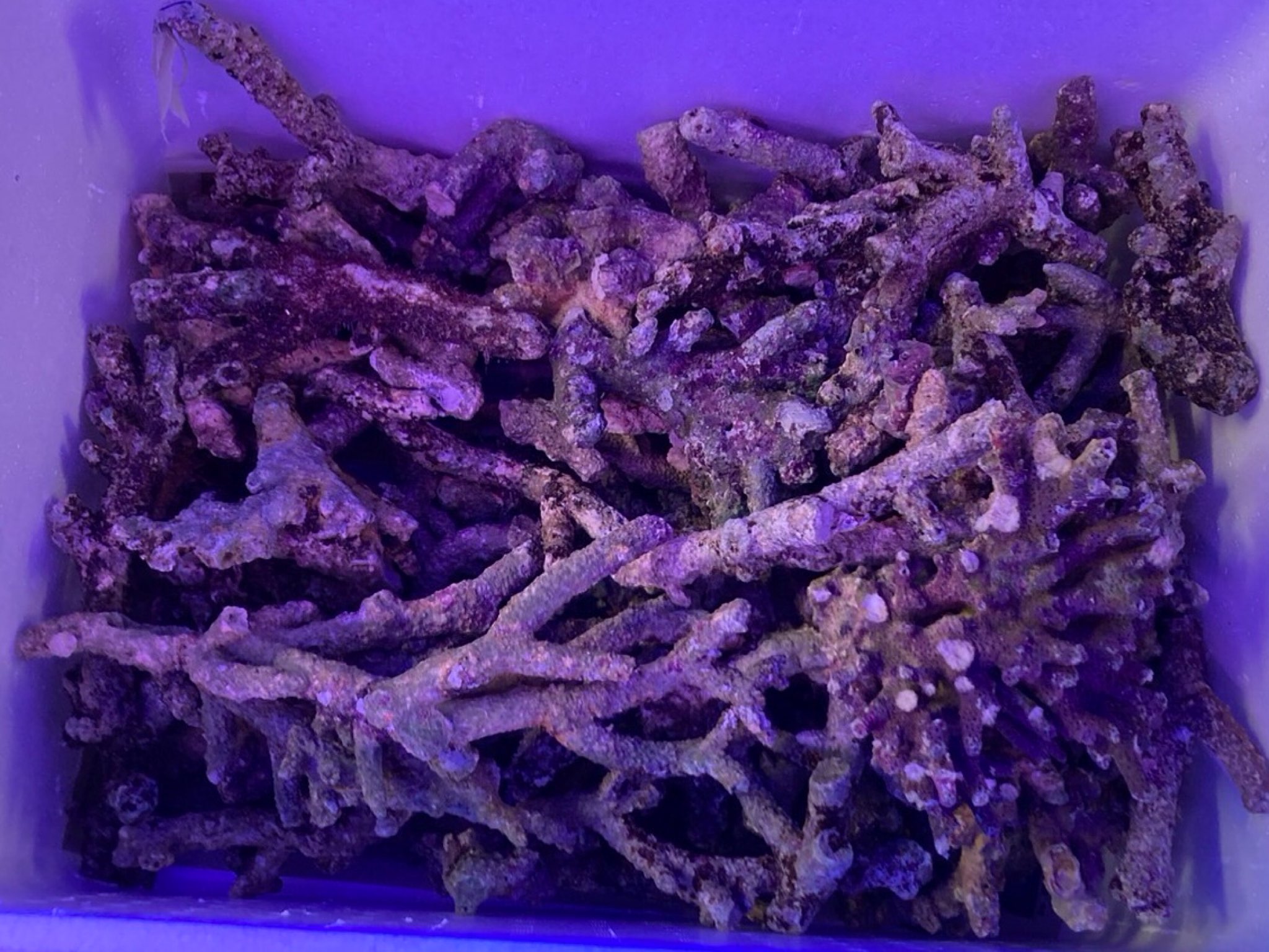 インター海水】枝！ | 名古屋のペットショップRemix【リミックス・ペポニ】