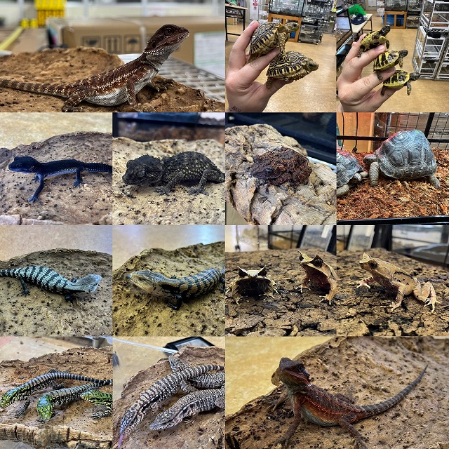 【インターペポニ】色々来すぎてます！！