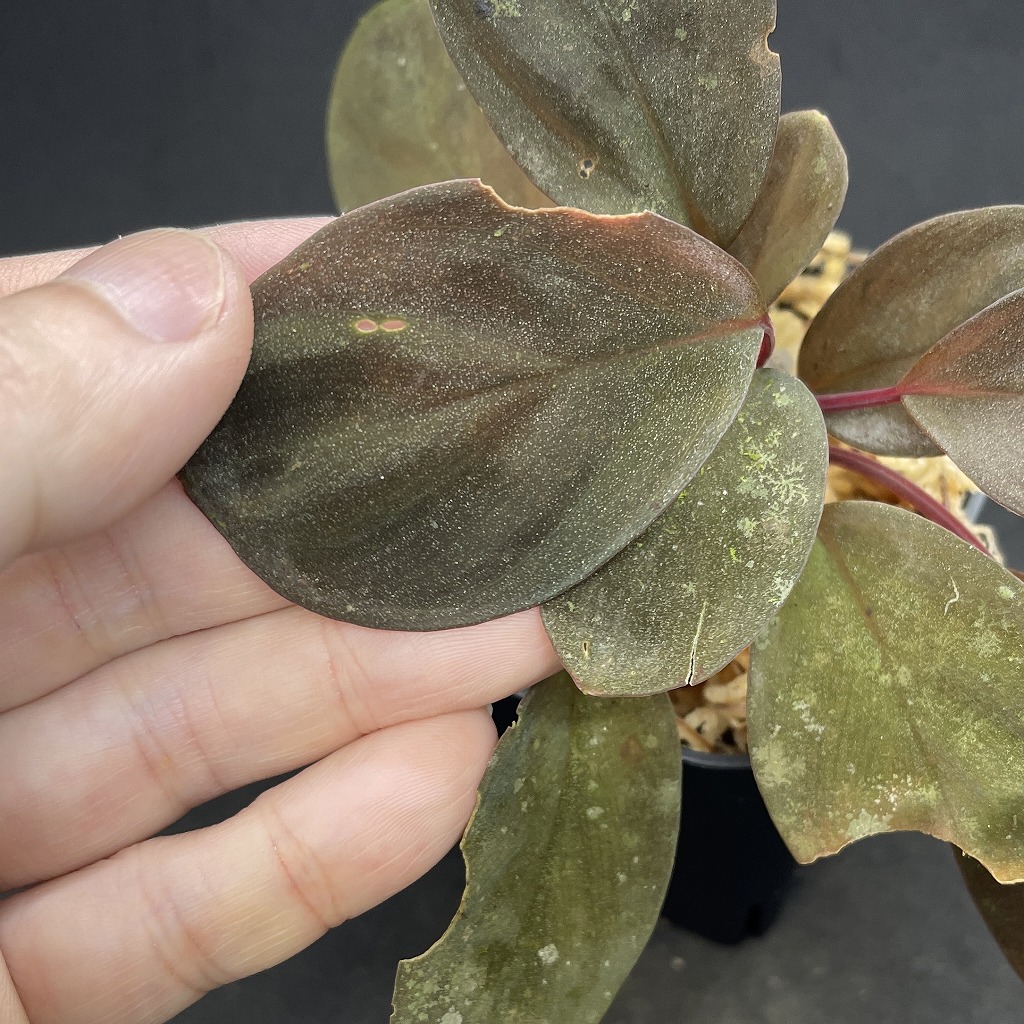 ホマロメナ sp. \"Red leaf\" AZタグ付き IMG_3839.jpg