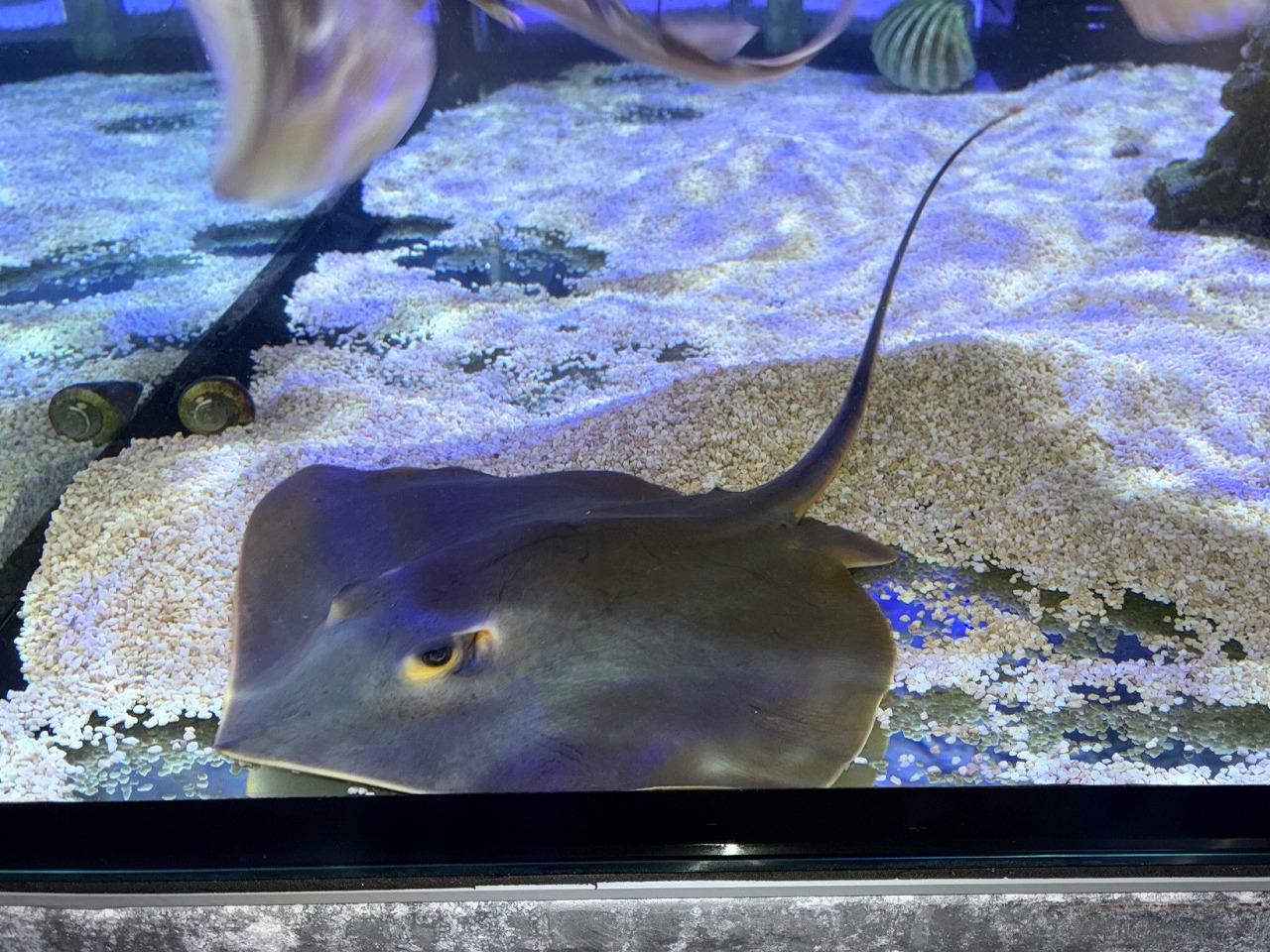水槽　エイ二匹付 みなと海水】アカエイ！ | 名古屋のペットショップRemix【リミックス