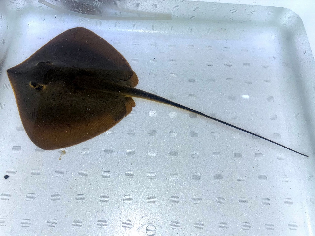 水槽　エイ二匹付 みなと海水】アカエイ！ | 名古屋のペットショップRemix【リミックス