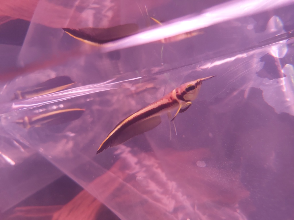 ブラックアロワナ募集