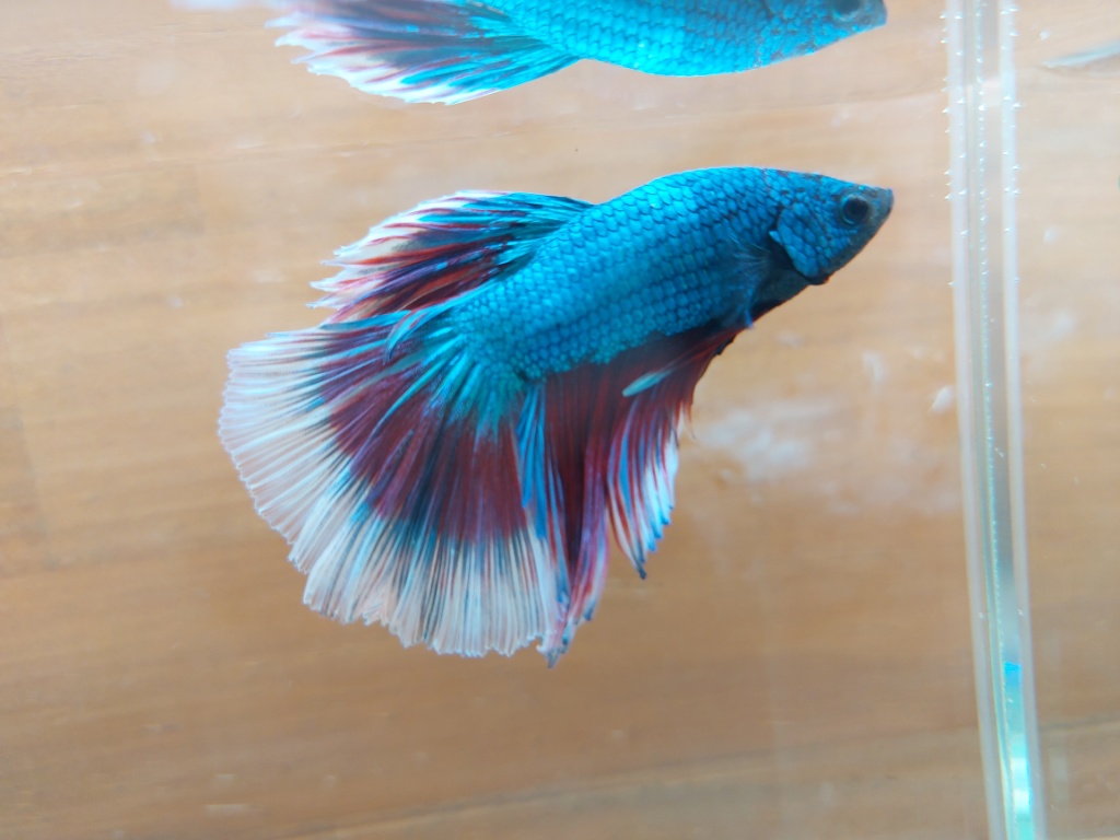 この時期に再入荷！？ブラックアロワナベビー入荷 春日井熱帯魚