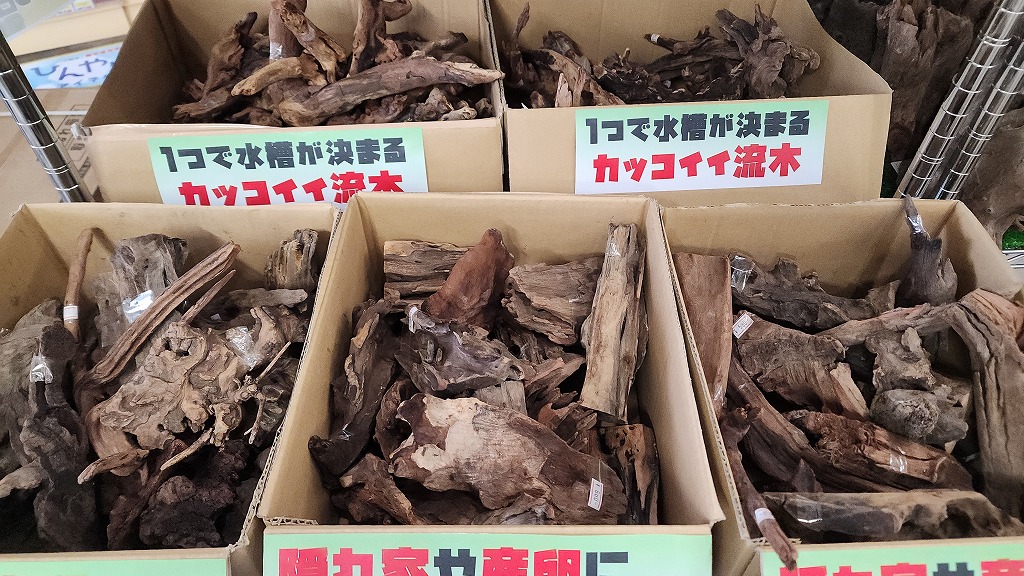 お値打ち流木入荷！ | 名古屋のペットショップRemix【リミックス・ペポニ】