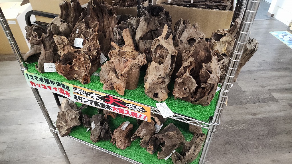 お値打ち流木入荷！ | 名古屋のペットショップRemix【リミックス・ペポニ】