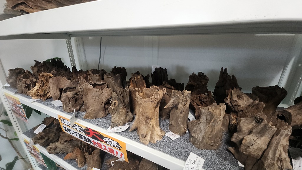 お値打ち流木入荷！ | 名古屋のペットショップRemix【リミックス・ペポニ】