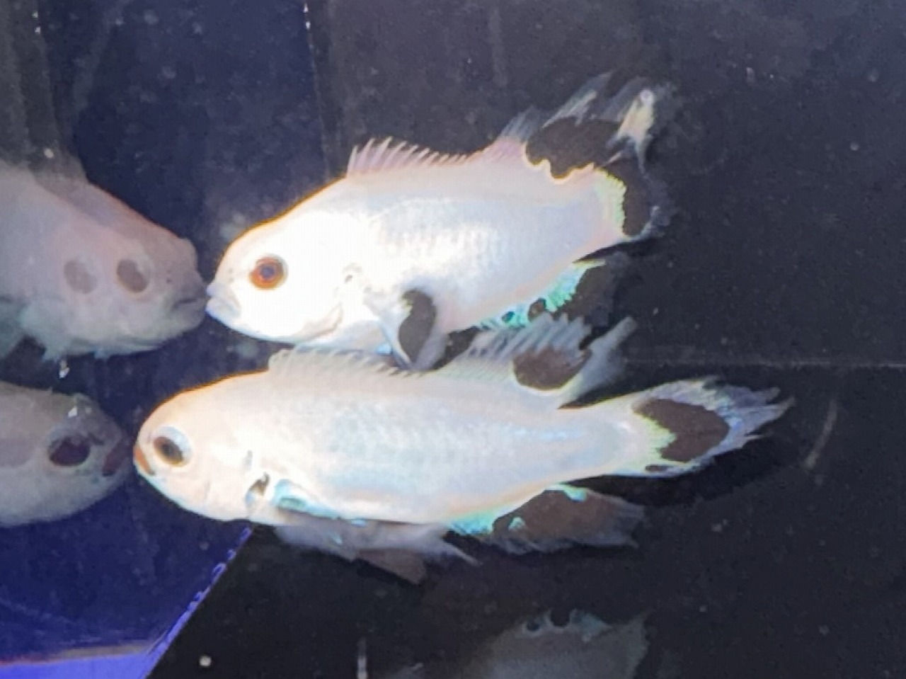 みなと海水】クマノミまつり！！ | 名古屋のペットショップRemix