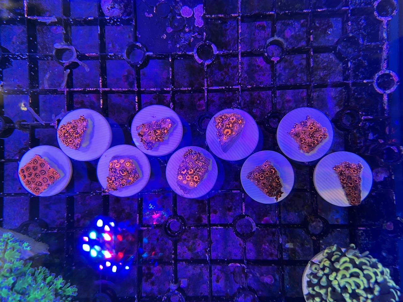 【みなと海水】フラグ大量生産