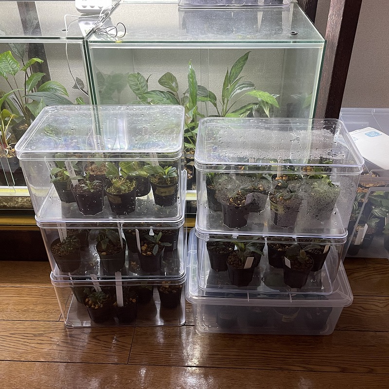 8回目の収穫祭！ | 名古屋のペットショップRemix【リミックス・ペポニ】