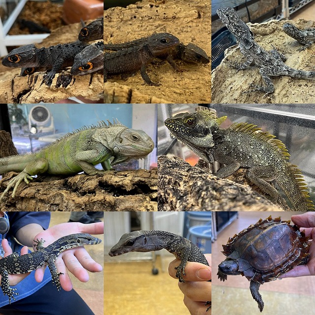 【インターペポニ】新着生体ブログ②