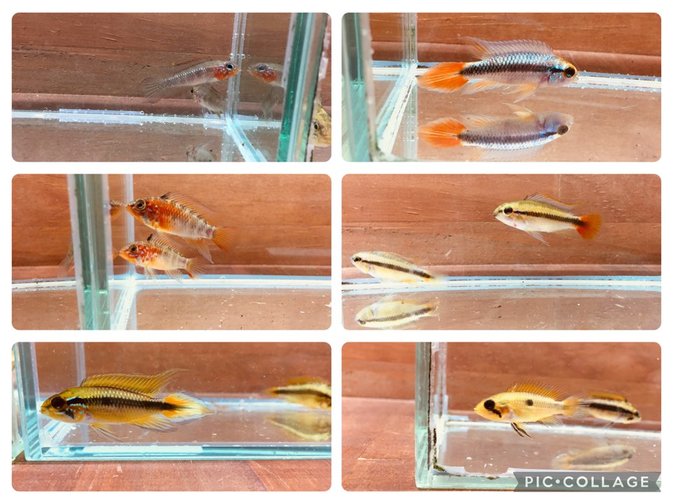 くまちゃんおすすめ！アピスト紹介！