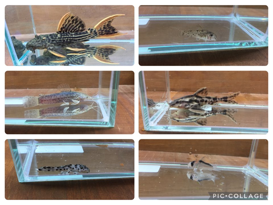 新入荷写真撮影完了！ 8/17春日井熱帯魚