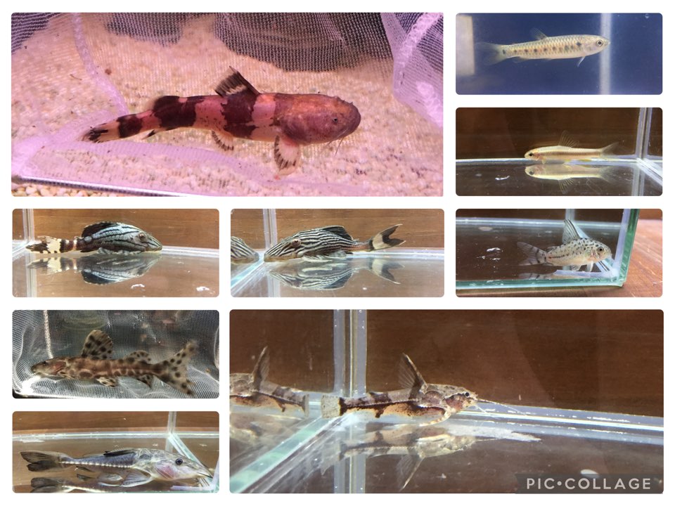 今週も熱い！ 2022/8/23 新入荷！春日井熱帯魚