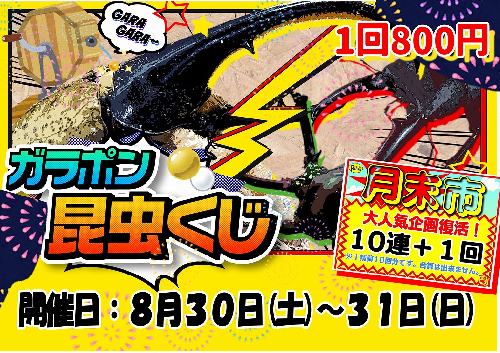 【春日井ぺけっと・昆虫】土日はガッツリ！ガラポン昆虫くじ開催です！！