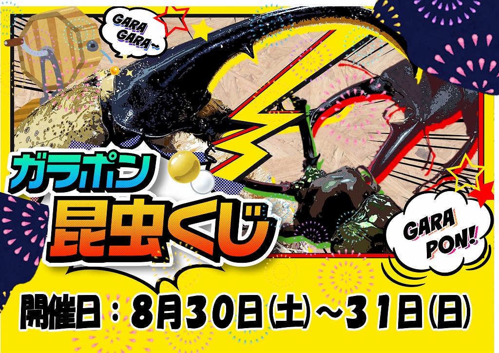 【春日井ぺけっと・昆虫】この夏最後はガラポン昆虫くじやりましょう♪【告知】