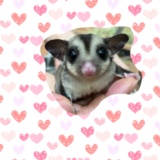 【春日井ぺけっと】ぺけっこフクモモ！【哺乳類】