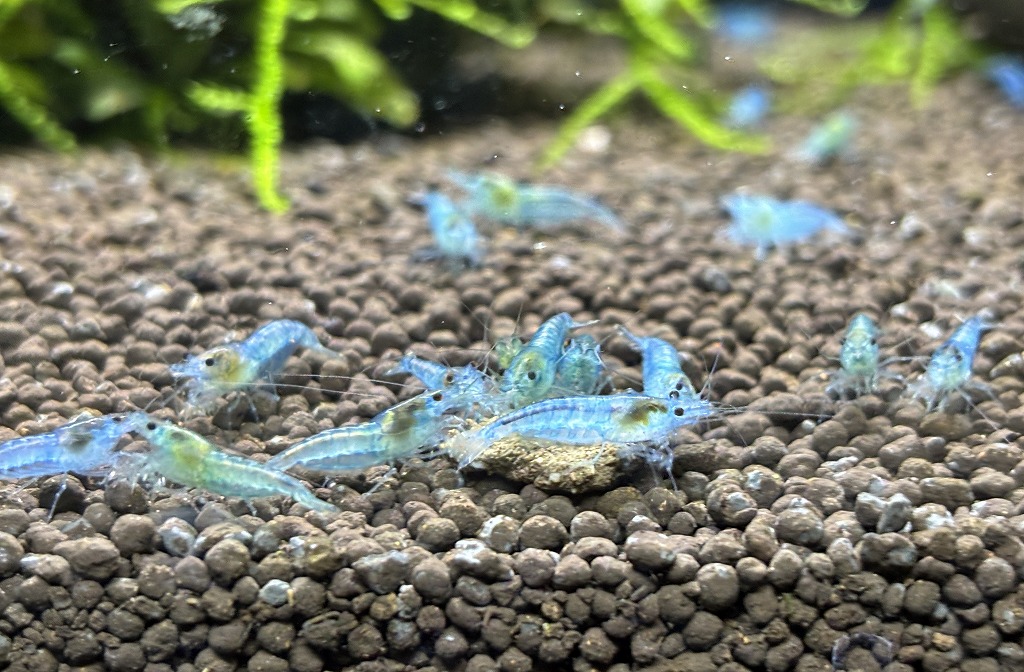 【春日井シュリンプ】シュリンプ入荷！そして春日井祭！【春日井和金】