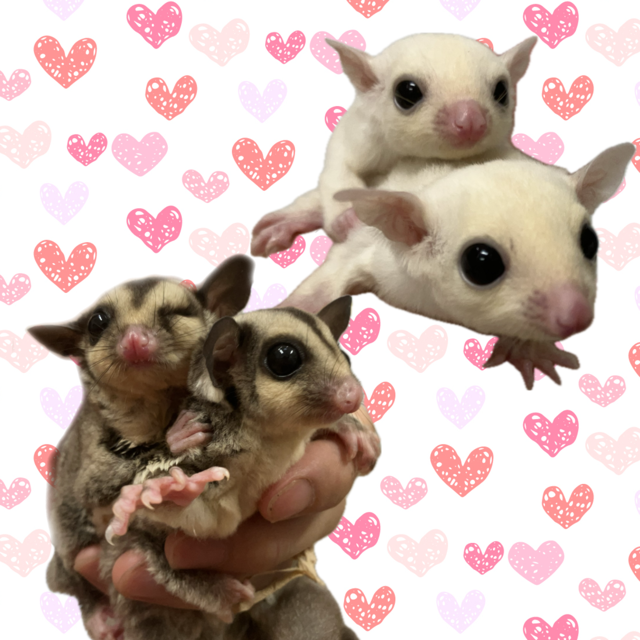 【春日井ぺけっと】ベビベビモモ！【哺乳類】