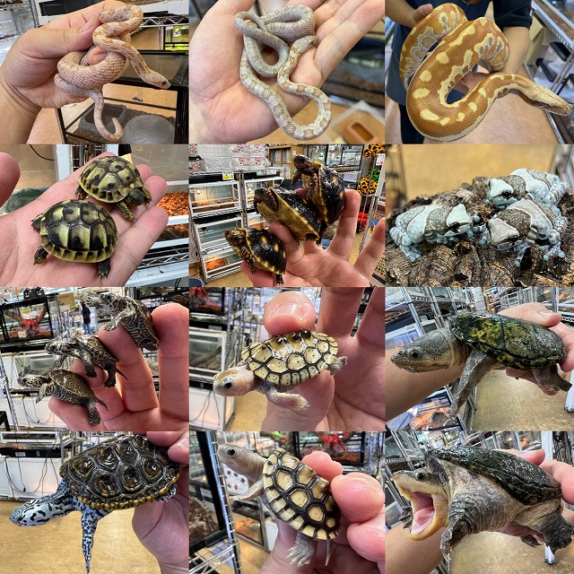 【インターペポニ】お盆休みはもちろん特価やってます！