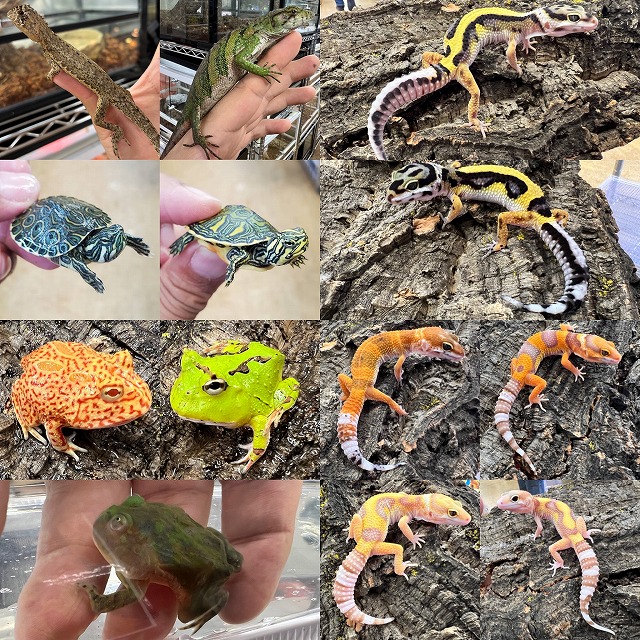 【インターペポニ】お盆休みもあとわずか😢