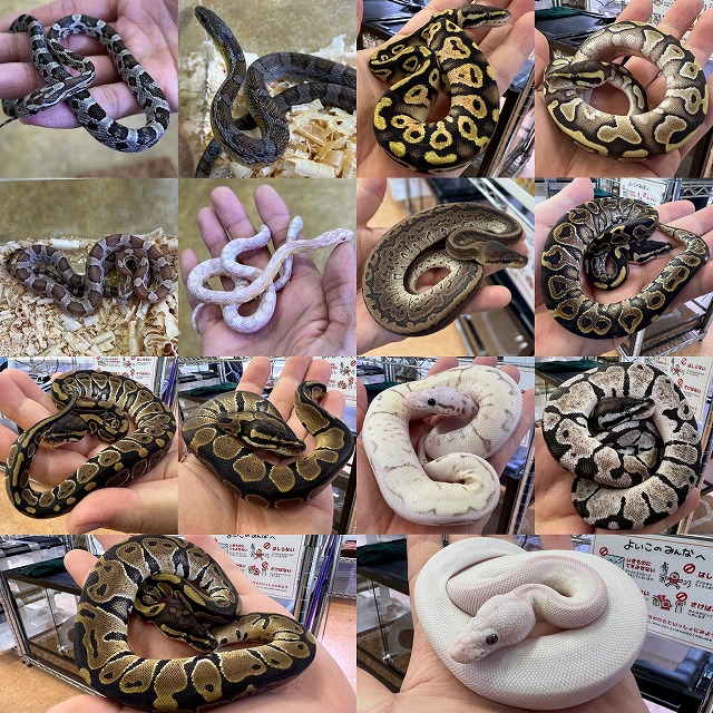 【インターペポニ】『イチオシ特価！！』もあと2日で終わり！