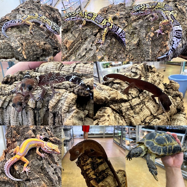 【インターペポニ】綺麗なレオパとペポニっ子たち！