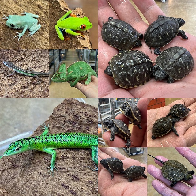 【インターペポニ】今週末は『月末市』の日ですよ！