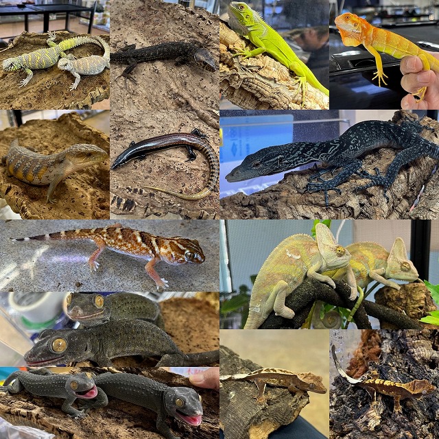 【インターペポニ】お盆休みは休まず営業！