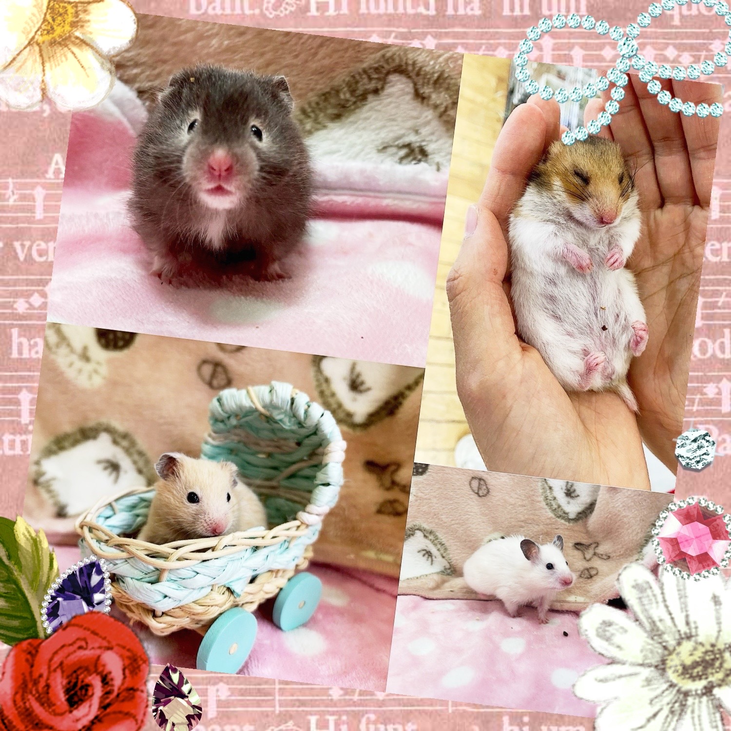 【春日井ぺけっと】大人気すぎるハムスター🐹👑【哺乳類】