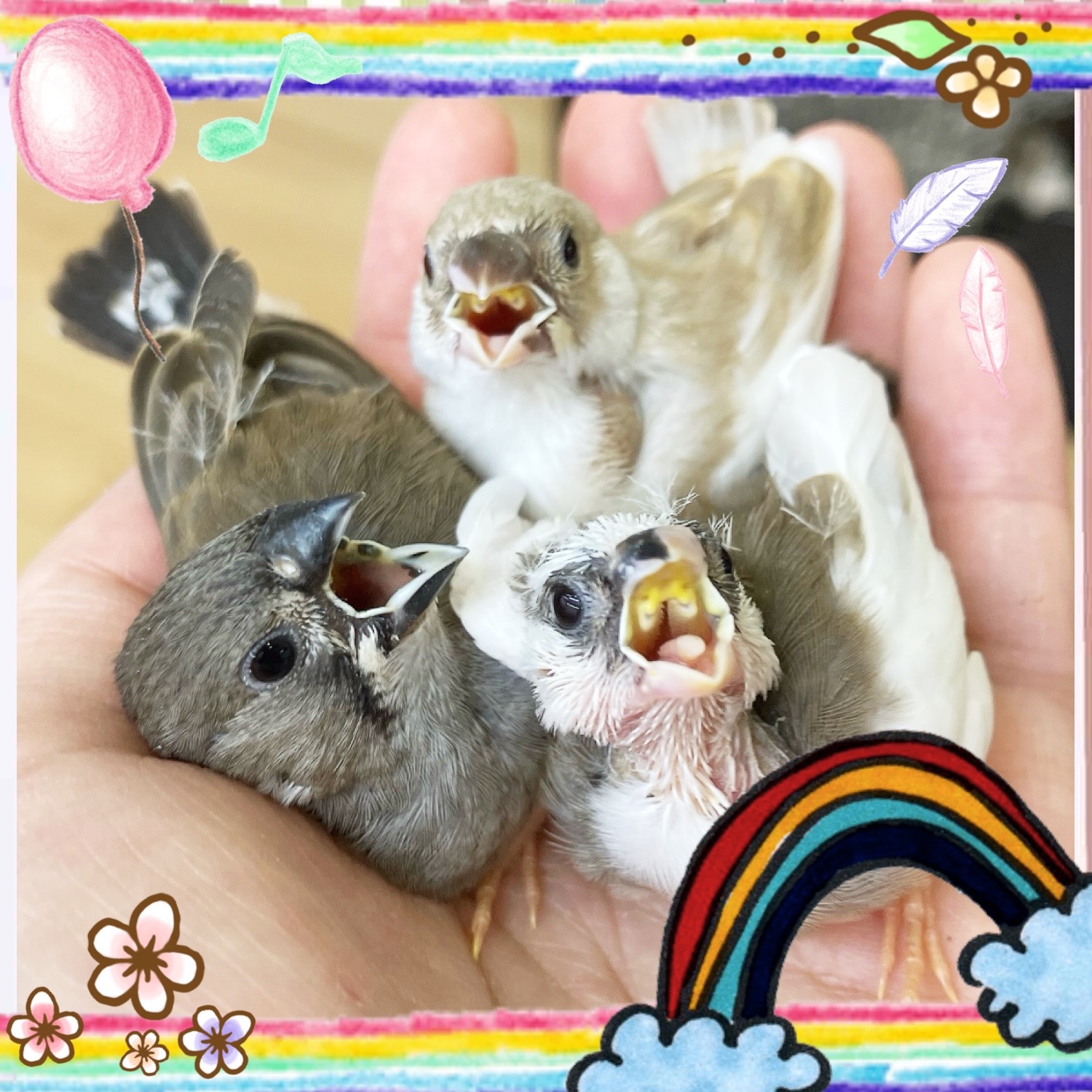 【春日井ぺけっと】ぺけっ子フィンチ隊参上🪽✨【鳥類】