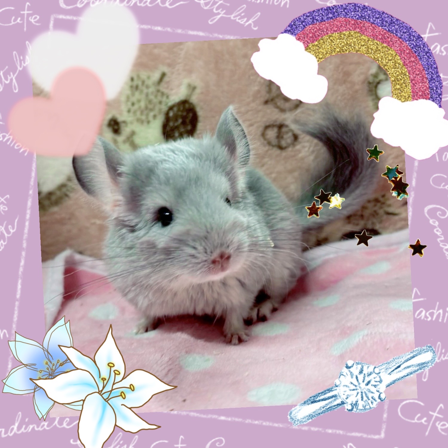 【春日井ぺけっと】極美＆激かわ！！ブルーダイヤ降臨💎✨【哺乳類】