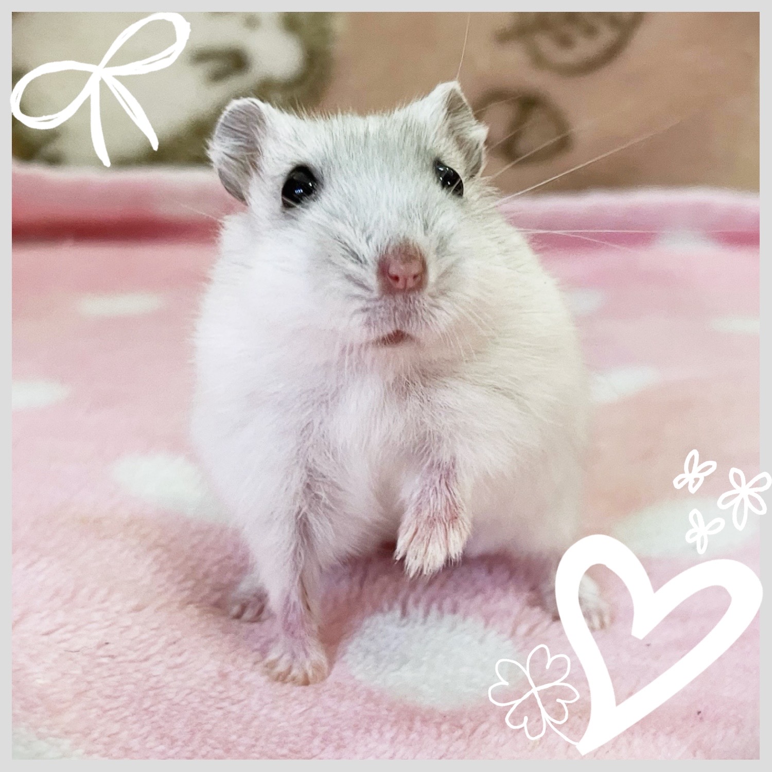 【春日井ぺけっと】まだまだ止まらぬジャンガリアン🐹【哺乳類】