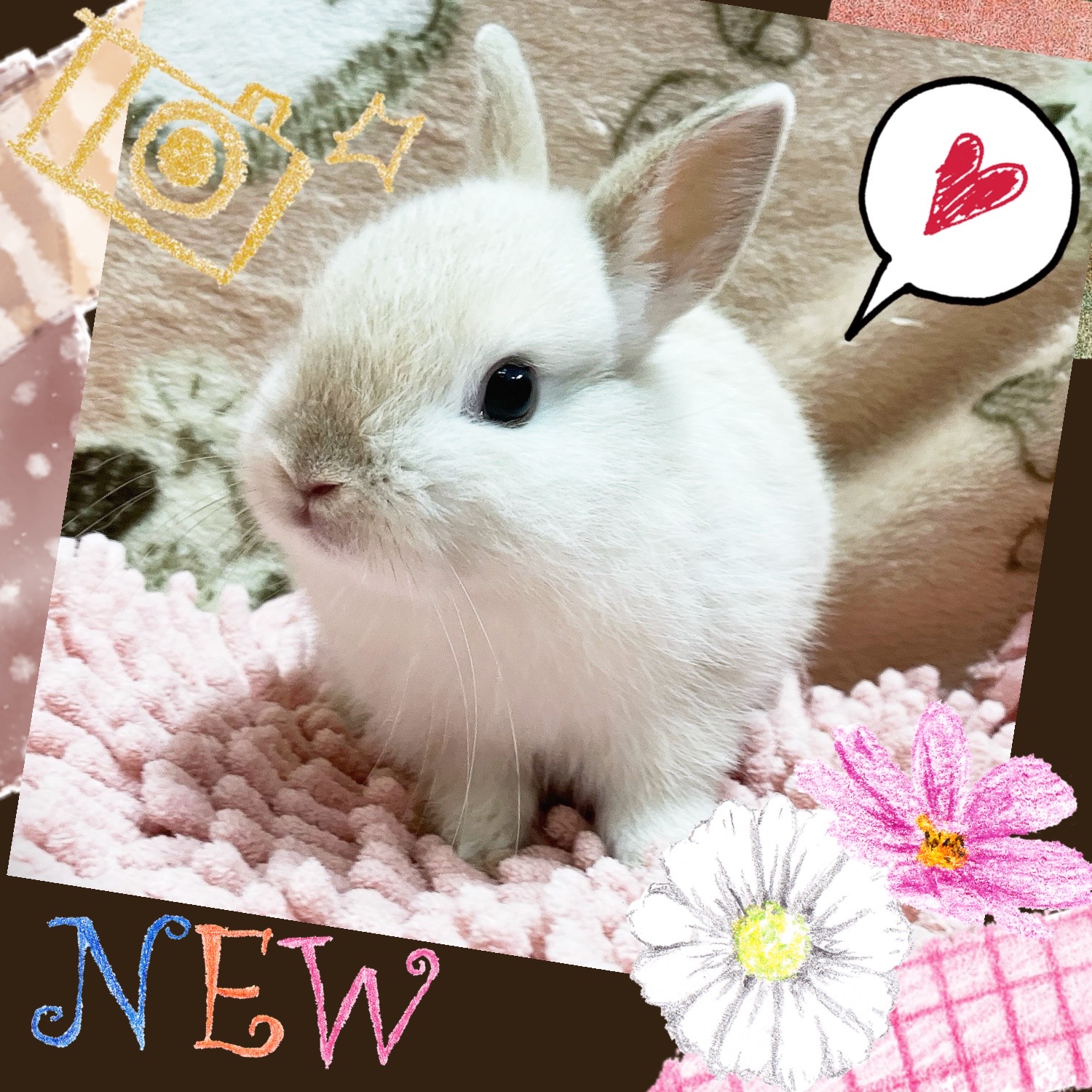 【春日井ぺけっと】ちんまりキュート🐰✨ネザーbaby着弾🌟【哺乳類】